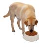 Pet Supplies Set Cat Kitten Dog Litter with Feeder Bowl and Litter Scoop - White - Pet Supplies