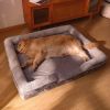 Dog Bed, Bolster Dog Bed with Memory Foam Dog Couch Sofa and Removable Washable Cover - Gray - 33.5*23.6'' Up to 55 lbs