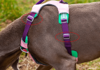 Pet chest sling Explosion-proof punch dog sling Dog leash dog rope pet supplies - AN6-purple-M