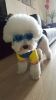 Pet Goggles Dog UV Protection Glasses Waterproof Windproof Anti-Fog Eye Glasses - Blue